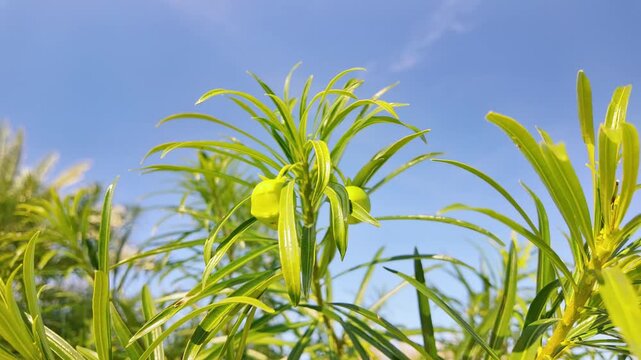 Close up of green oleander leaves and buds against clear blue sky in sunny antalya.
