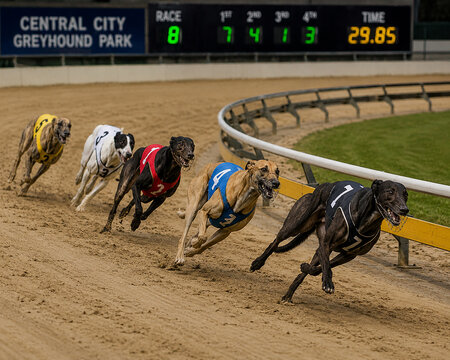 dog racing 