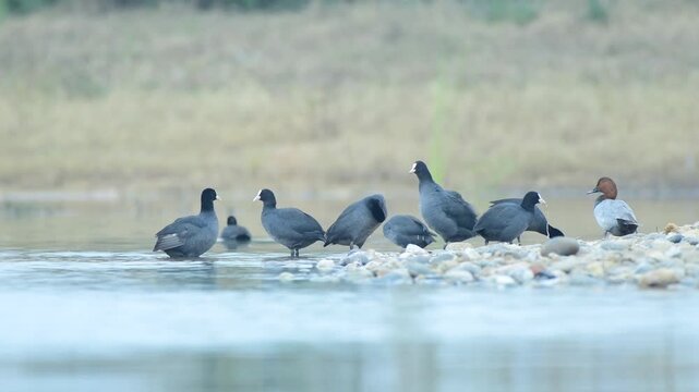 Coots and Duck by the Shore in Calm Wetland Water