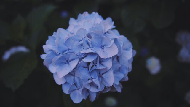 雨上がりに美しく咲く高幡不動尊の紫陽花