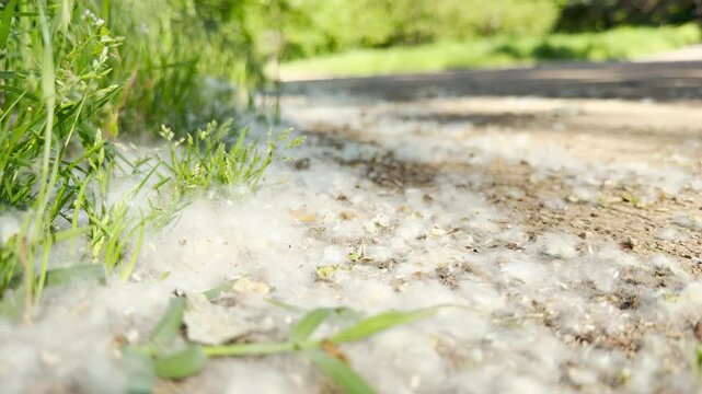 White poplar tree fluff covers the ground along a rural path. The cottony seeds pile up next to fresh green grass during summer.