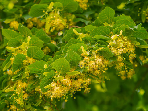 Zu sehen ist eine Nahaufnahme von bl&uuml;henden Zweigen einer Sommerlinde (Tilia platyphyllos).