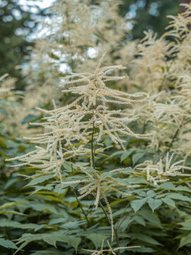 Zu sehen ist eine Aufnahme von wei&szlig; bl&uuml;henden Wedeln des Wald-Gei&szlig;barts (Aruncus dioicus).