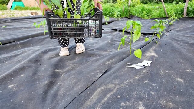 Wide gardening scene with prepared garden beds covered with black landscape fabric and partially planted vegetable crops, including peppers and tomatoes. A person walks toward the camera carrying