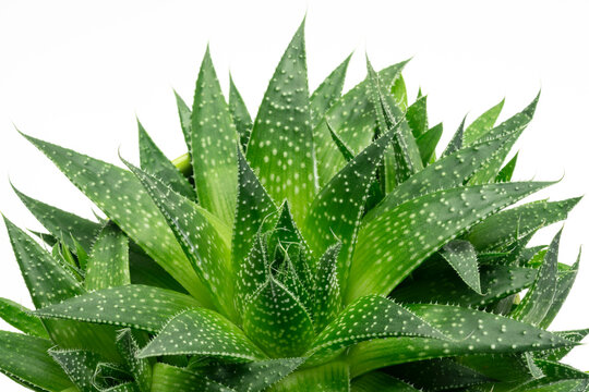 green aloe plant abstract isolated on white