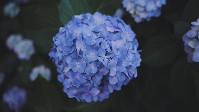 雨上がりに美しく咲く高幡不動尊の紫陽花