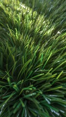 Fototapeta premium Closeup of vibrant green artificial grass with glistening dew drops and sunlight