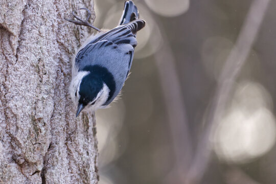 a white-breasted nuthatch on a tree trunk