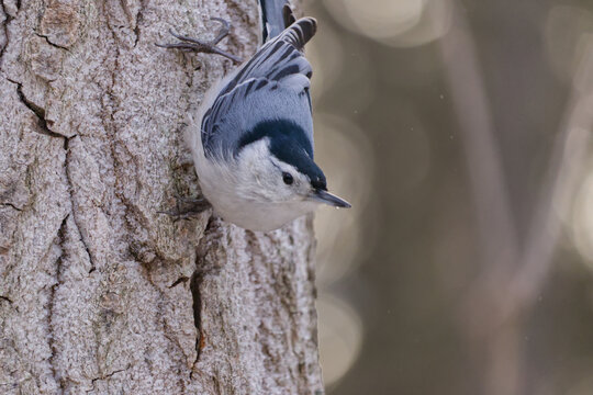 a white-breasted nuthatch on a tree trunk