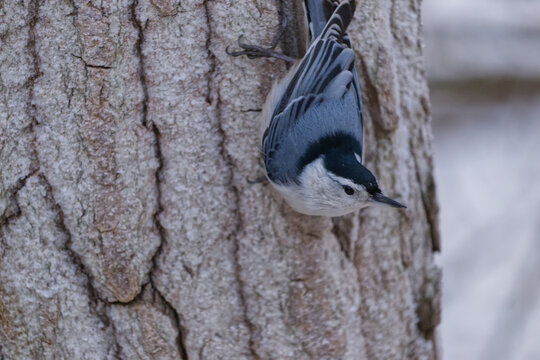 a white-breasted nuthatch on a tree trunk