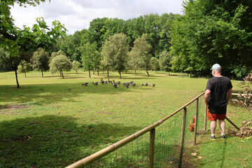 Gänsezucht Farm im Perigord in Frankreich © Hans-Martin Goede