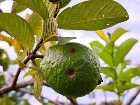 Fresh green guava fruit, Psidium guajava, hanging on a branch with some visible brown spots