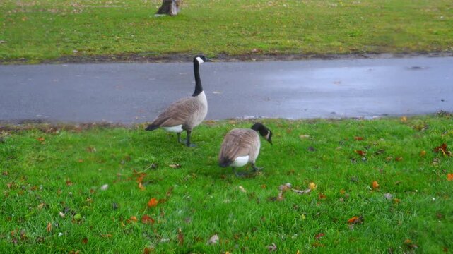 Canada geese (Branta canadensis), distinguished by their black necks and heads with characteristic white cheek patches, are walking on the grass in a park near Niagara Falls.