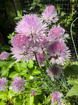 Chives, also known as Allium schoenoprasum, in flower