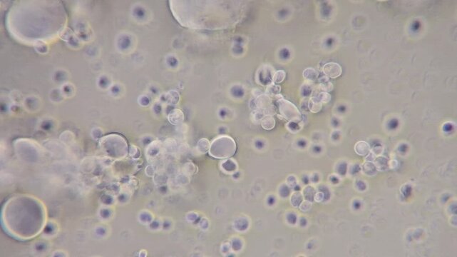 microscope image of sourdough starter