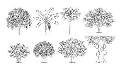 Fototapeta premium Hand Drawn Elevation Tropical Trees Set Vector Illustration for Architecture and Landscape Design