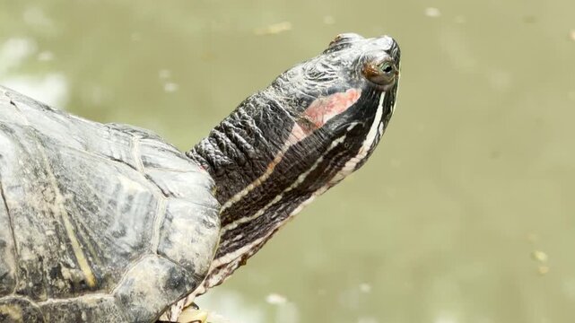 A red-eared slider turtle stretches its neck while basking on a rock beside a pond. This close-up capture highlights the peaceful and still atmosphere of the natural habitat.