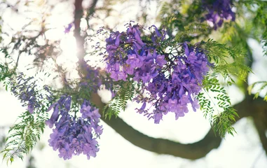 Jacaranda tree blooming violet flowers closeup, beautiful ornamental tree with blue flowers, summer park  © Subbotina Anna