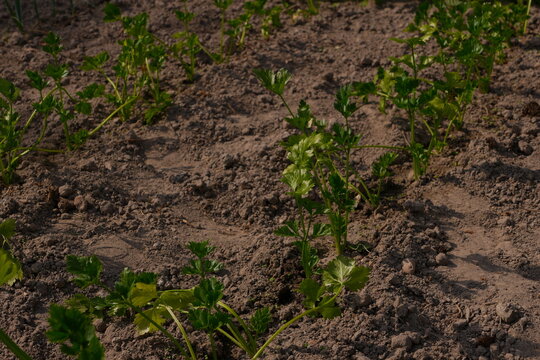 Young Curly Parsley Plants Growing in Rich Dark Tilled Soil Garden Cultivation Freshness Healthy Organic Food Ingredients