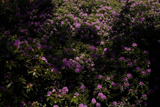 Dense Vibrant Purple Rhododendron Bush Blooming in Bright Sunlight Casting Organic Shadows and Creating Natural Floral Pattern and Texture
