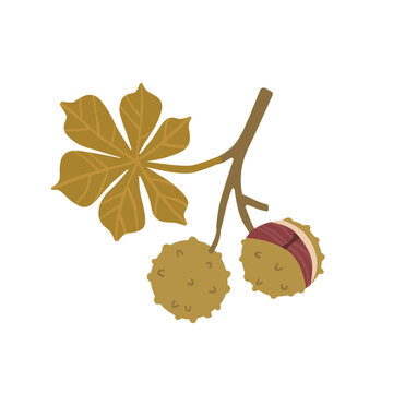 Autumn chestnut branch with leaf and spiky husks. Seasonal woodland botanical element for fall decor, nature themes and harvest designs. Flat vector illustration.
