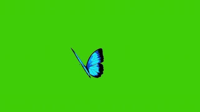 Blue butterfly flying animation on green screen background, perfect for seamless overlay in nature, spring, ecology, or magical fantasy video projects. 4k video