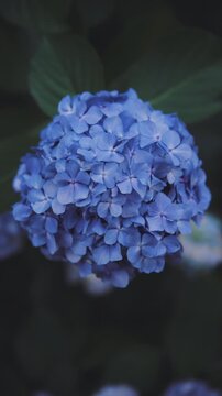 雨上がりに美しく咲く高幡不動尊の紫陽花