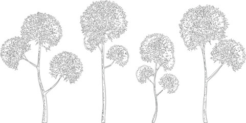Arrangement of five stylized line art trees with spherical leafy canopies and visible trunks on a transparent checkered background. © MD ALI STOCK