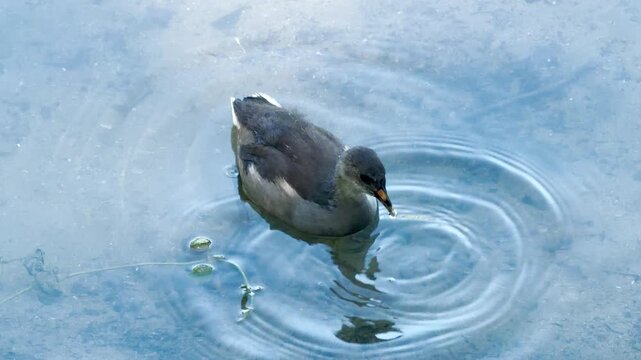 A young moorhen chick swims calmly on a blue pond. Its clear reflection appears on the still surface of the water. The quiet wildlife scene feels peaceful and serene.