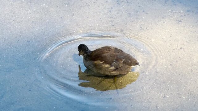 A young moorhen stands in clear shallow water. Its dark shadow and reflection show clearly on the sandy bottom. The quiet natural scene feels peaceful and calm.