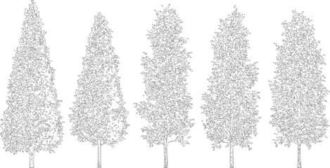 Five coniferous style trees in a line drawing, featuring a tall, tapering shape and detailed needles, on a transparent background. © MD ALI STOCK