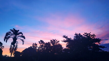 Sunset with tree silhouette