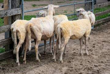 Obraz premium Freshly sheared sheep in outdoor enclosure