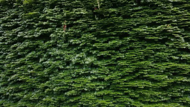 Ivy Leaves Wall Covering Dense Dark Green Foliage with Natural Texture and Repeating Pattern for Background and Greenery Decor