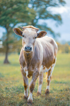 Portrait d'une vache dans un p&acirc;turage d'une ferme en France, photo verticale.