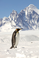 Fototapeta premium King penguin walking in snow