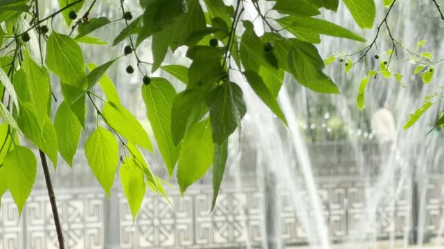 Fresh green leaves hang above a decorative fence. A refreshing water fountain sprays in the background, creating a cooling mist within the city park.