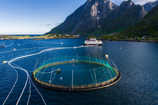 Aerial view shows a circular salmon pen with nets and feeding lines to a service barge in a Lofoten Islands fjord, Norway. Steep mountains and cottages line the rocky shore in daylight.