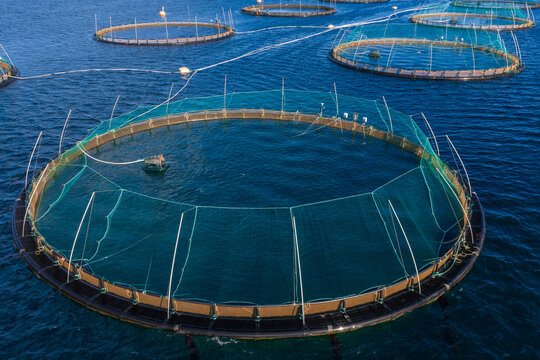 Aerial view of circular salmon pens in Lofoten Islands, Norway. Teal predator nets, tensioned poles, feeding lines, and service floats form repeating ring structures over deep waters.