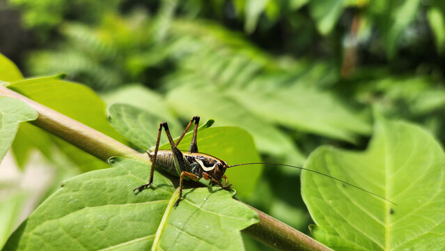 A Eupholidoptera bush-cricket from the Tettigoniidae family, likely an adult short-winged species with long antennae, common in southern T&uuml;rkiye during late spring.
