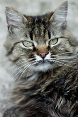 Portrait of cute fluffy cat © olena