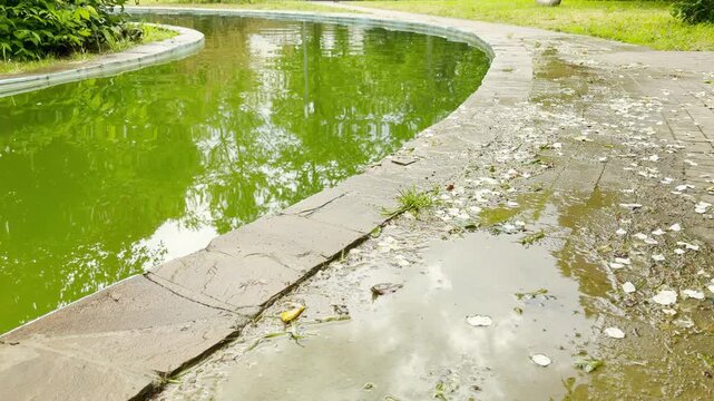 White flower petals scatter across a wet stone walkway. Puddles of water reflect the sky next to a curved green park pond.