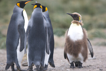 A young king penguin on the verge of adulthood © willtu