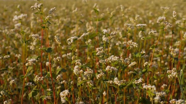 Fields of blooming buckwheat in golden sunset glow
