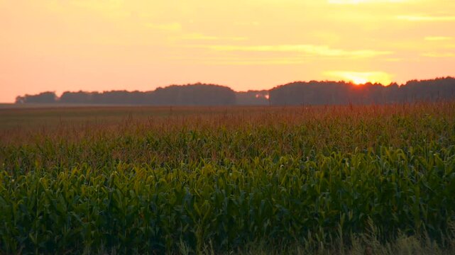 Sunset over golden cornfields in summer bliss