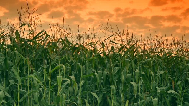 Golden sunset over lush cornfield in summer evening