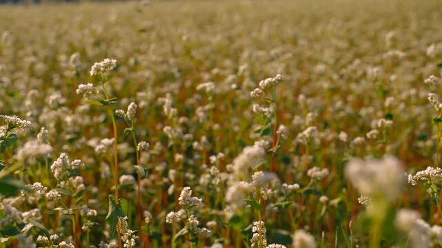 Golden fields of blooming buckwheat in autumn sunlight