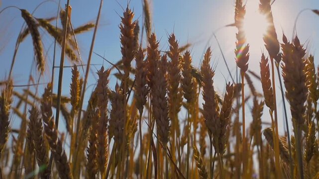 Sunlit wheat fields sway in the gentle breeze