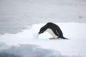 Fototapeta premium Adelie penguin pushing a snowball on an iceberg near the coast of Antarctica