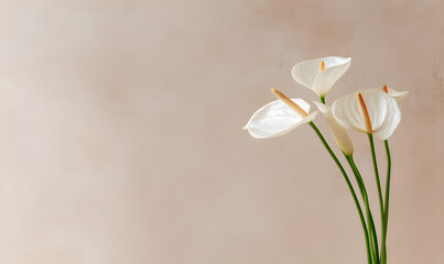 Fototapeta premium White anthurium flowers on beige background. Minimalist floral composition with copy space. Elegant botanical still life concept for wedding invitation, birthday card and spring decor.